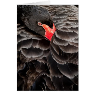 Repose de cygne noir