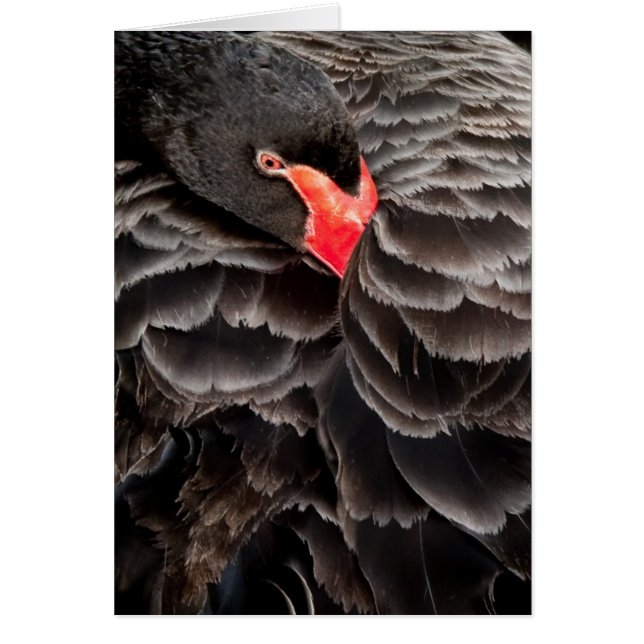 Repose de cygne noir (Devant)