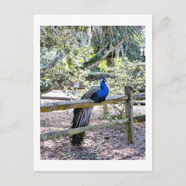 Repose de la carte postale Peacock (Devant)