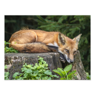 Repose de l'impression photo Red Fox
