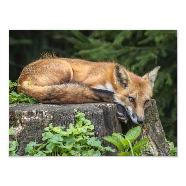 Repose de l'impression photo Red Fox (Devant)
