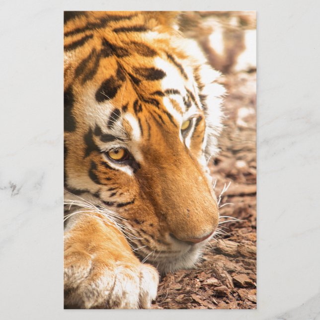 Repose de tigre (Devant)