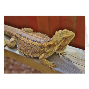 Repose du dragon barbu 2