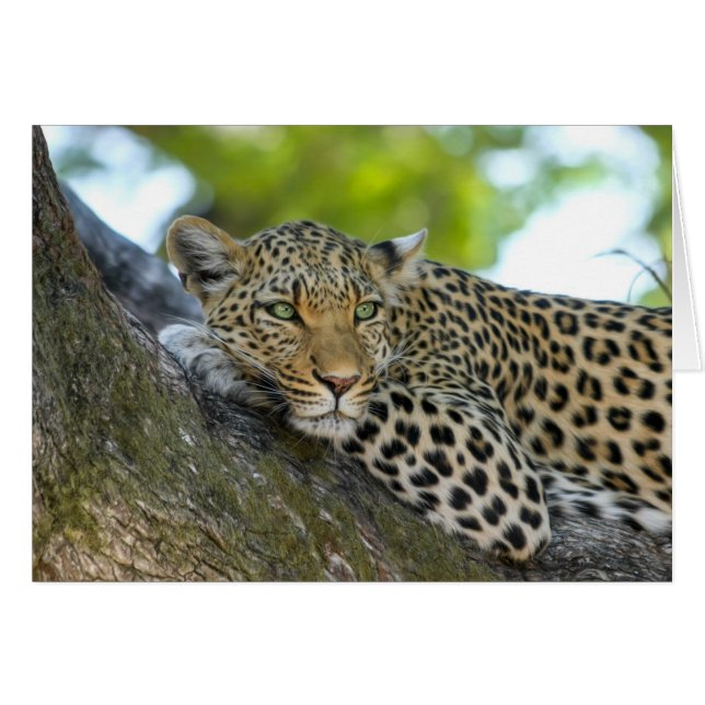 Repose du léopard (Devant Horizontal)