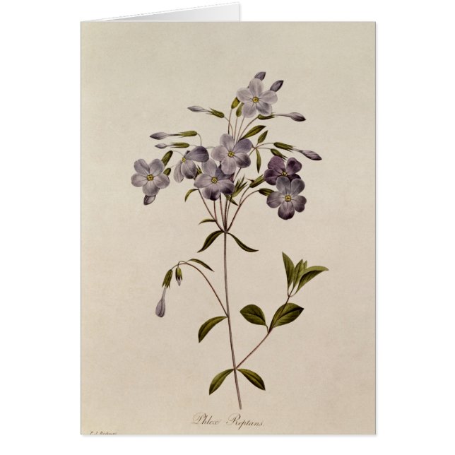 Reptans de Phlox (Devant)