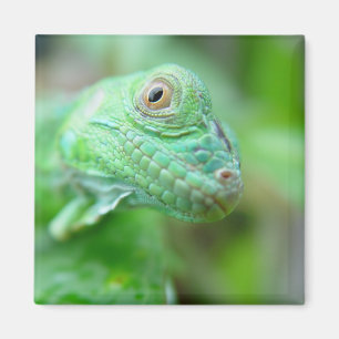 Reptile Lizard Iguana Vert Sur Aimant Feuille