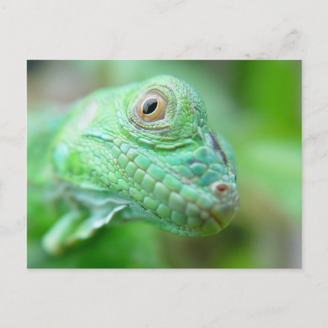 Reptile Lizard Iguana Vert Sur Carte Postale Feuil (Devant)
