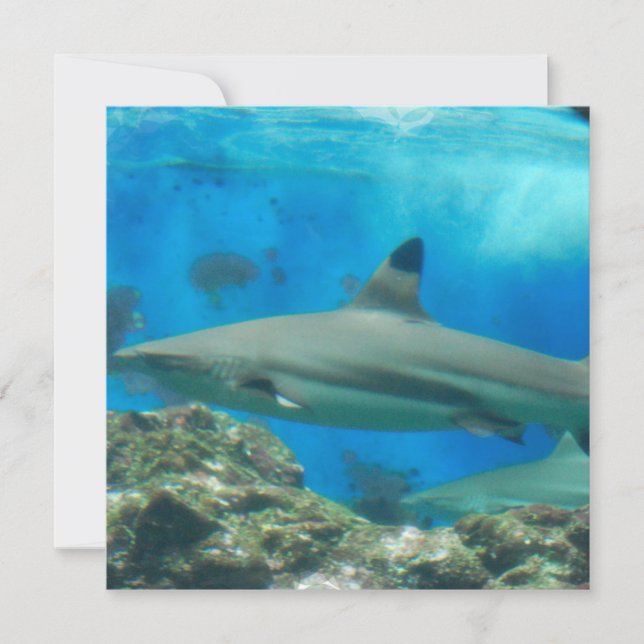 Requin avec des invitations de récif (Devant)