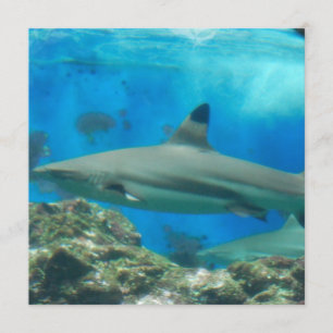 Requin avec des invitations de récif