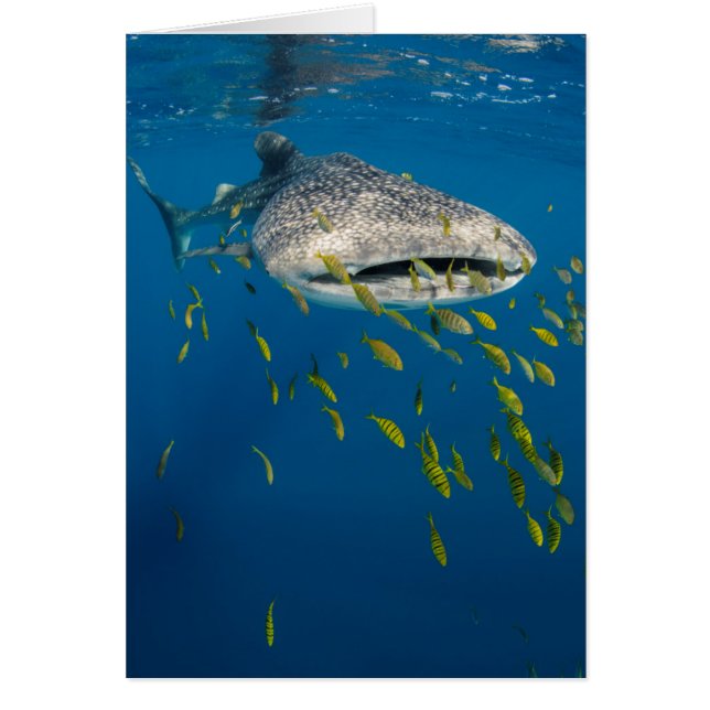Requin baleine avec des poissons, Indonésie (Devant)