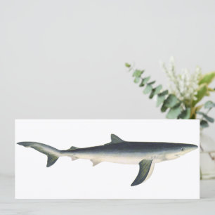 Requin Bleu, Vie Marine Aquatique Océanique Vintag