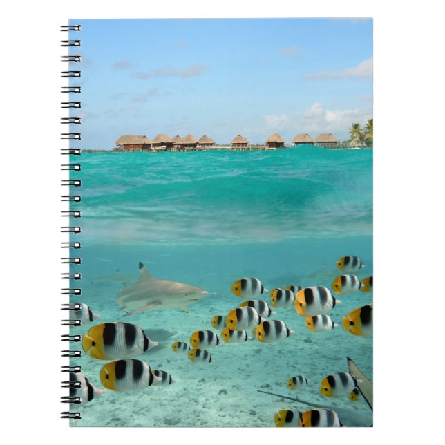 Requin chassant des poissons dans le carnet de (Devant)