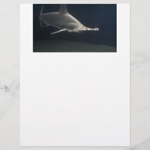 Requin de poisson-marteau