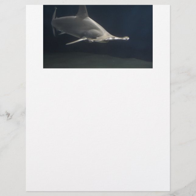 Requin de poisson-marteau (Devant)