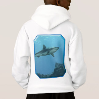 Requin de récif gris sur récif corallien de l'île