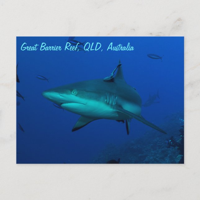 Requin de récif sur la carte postale de la Grande  (Devant)