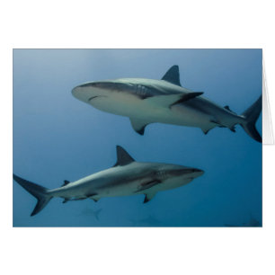 Requin des récifs des Caraïbes