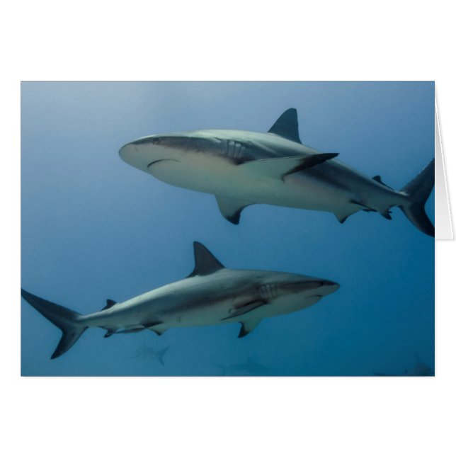 Requin des récifs des Caraïbes (Devant horizontal)