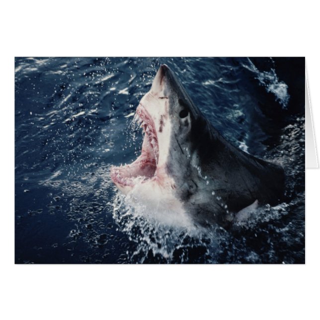 Requin élevé bouche ouverte (Devant horizontal)