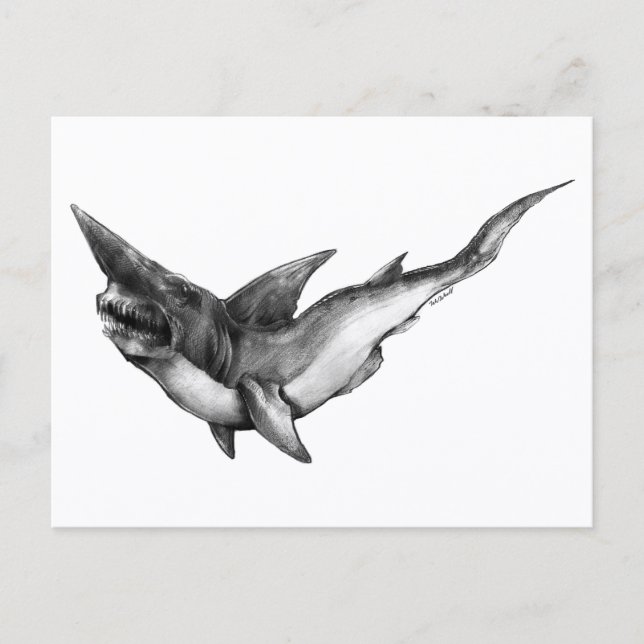 Requin gobelin - Carte postale (Devant)