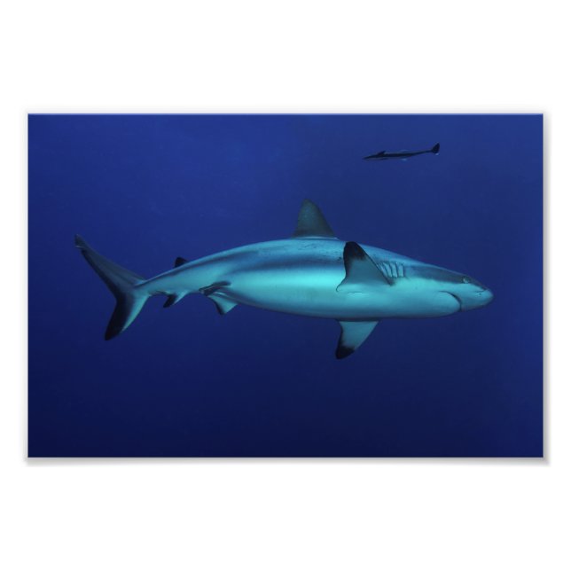 Requin gris de récif à Osprey Reef Photo Imprimer (Devant)