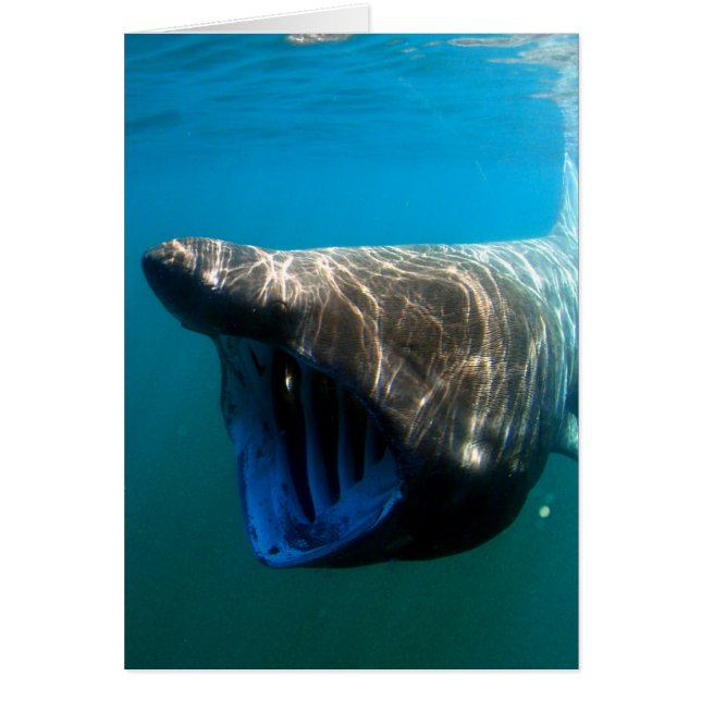 Requin pèlerin (Devant)