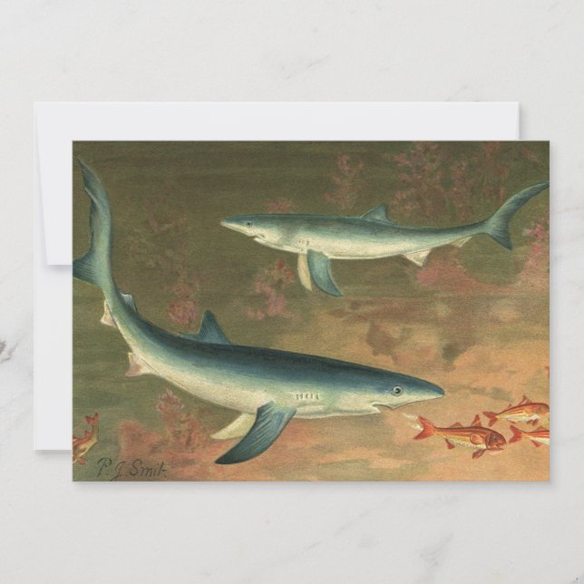 Requins Bleus Mangeant des Poissons, Vie Marine Vi (Devant)