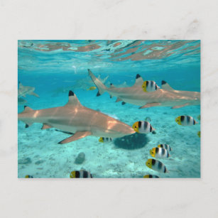 Requins dans la carte postale de lagune de Bora