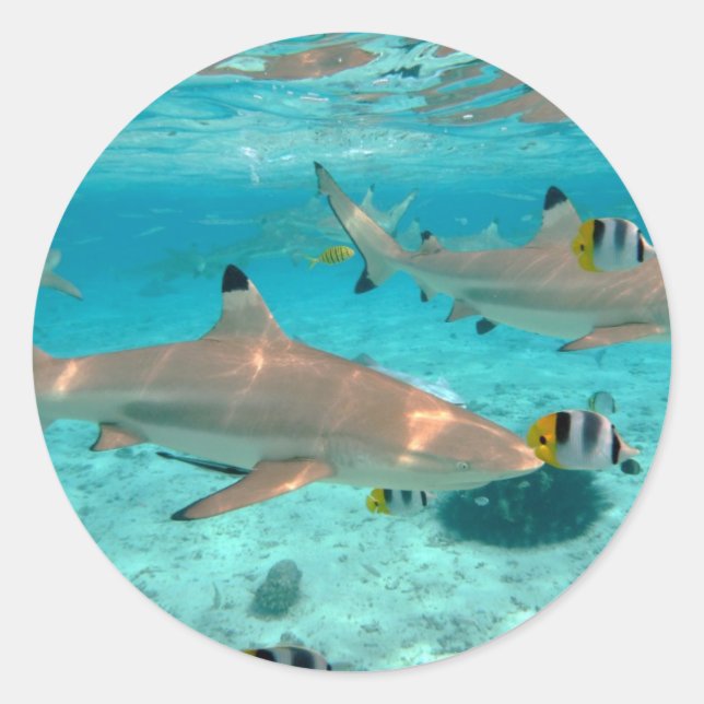 Requins dans la lagune Bora Bora autocollant rond (Devant)