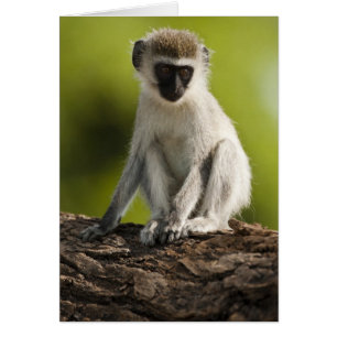 Réserve de gibier de Samburu, Kenya, Vervet Monkey