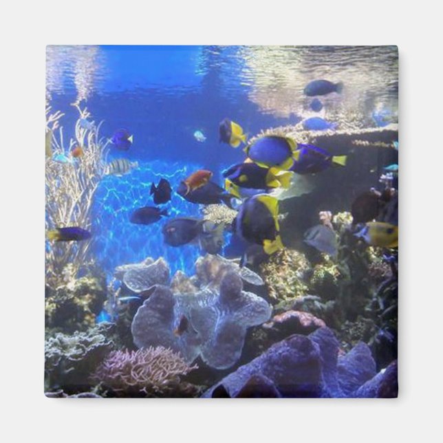 Réservoir de poisson 2 aimant (Devant)