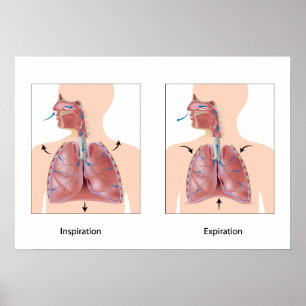 Respiration : inspiration expiration Poster