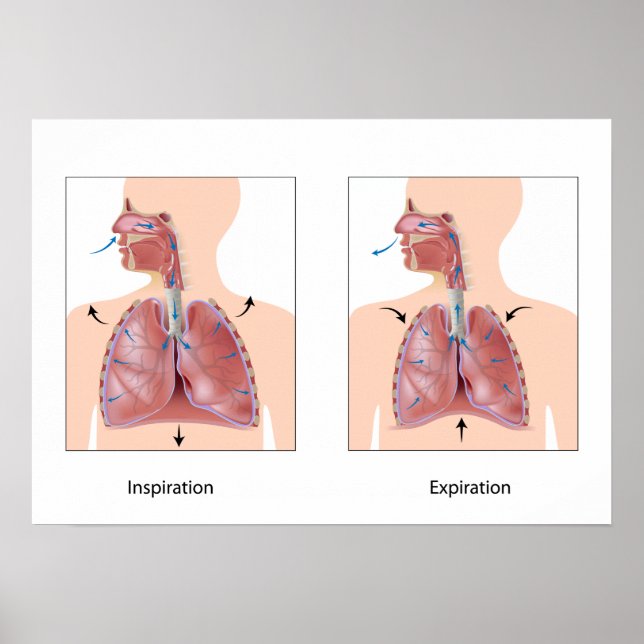 Respiration : inspiration expiration Poster (Devant)