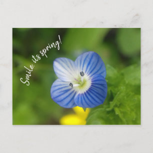 ressort bleu - carte postale