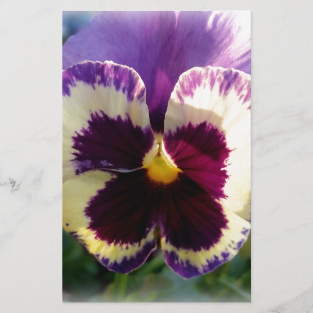 ressort coloré Pansy (Devant)
