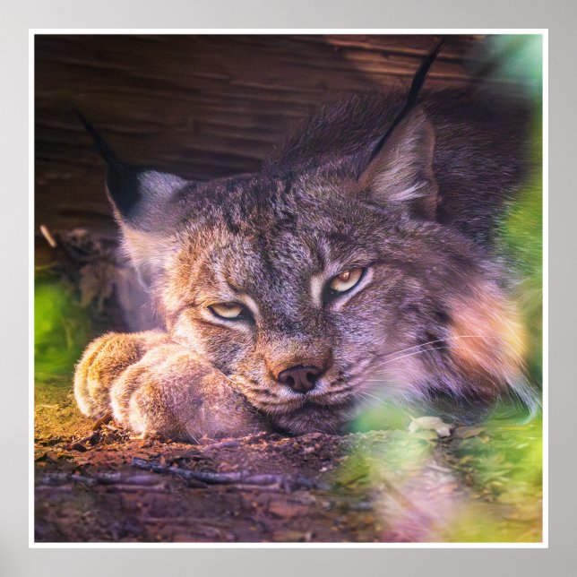 Resting Canada Lynx Wildlife Portrait Print Poster (Devant)