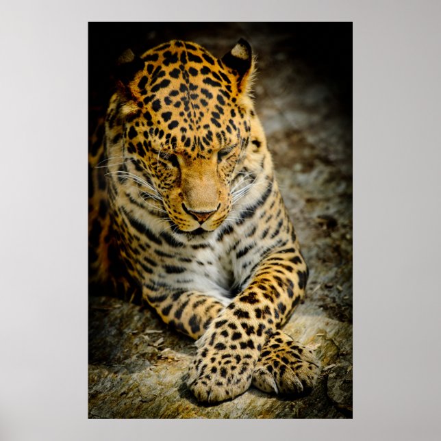 Resting Leopard Poster (Devant)