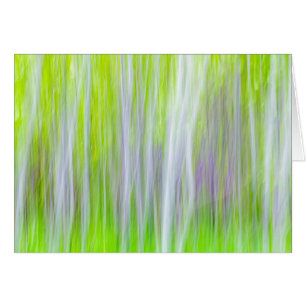 Résumé des arbres d'Aspe   Sentier de la rivière Y