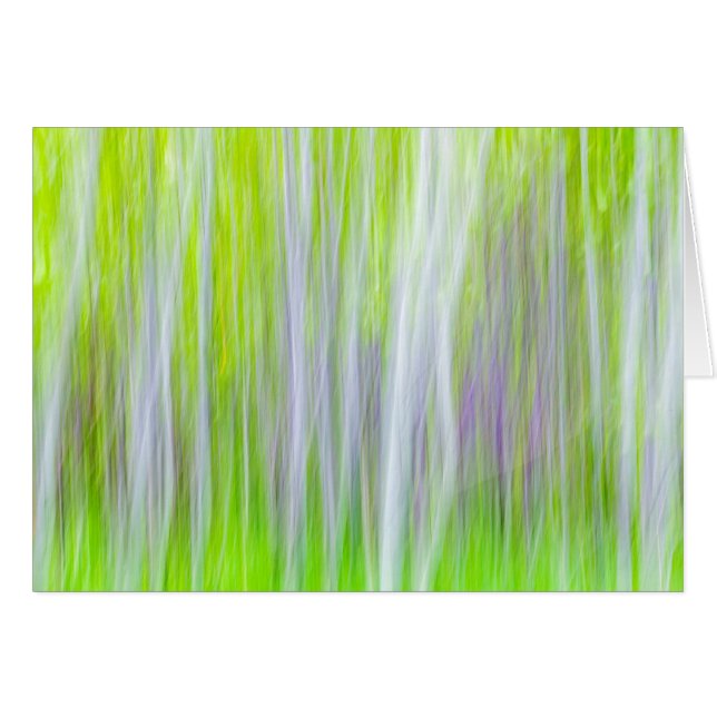 Résumé des arbres d'Aspe | Sentier de la rivière Y (Devant horizontal)