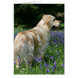 Retreiver d'or en fleurs