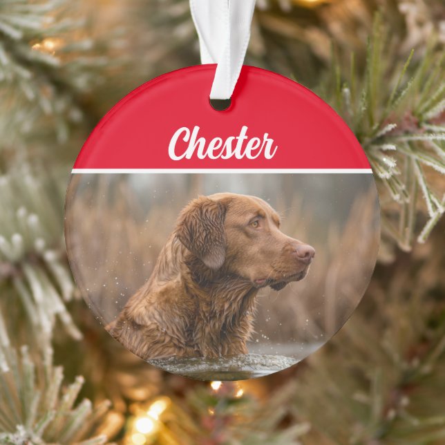 Retriever Chesapeake avec nom et photo Noël (Arbre)