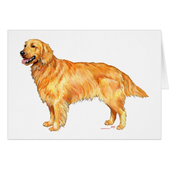 Retriever doré (Devant horizontal)