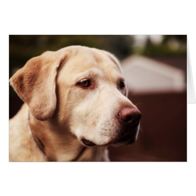 Retriever du Labrador (Devant horizontal)