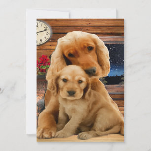 Retriever du Labrador