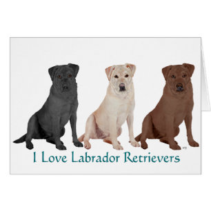 Retrievers du Labrador - 3 Couleurs à aimer