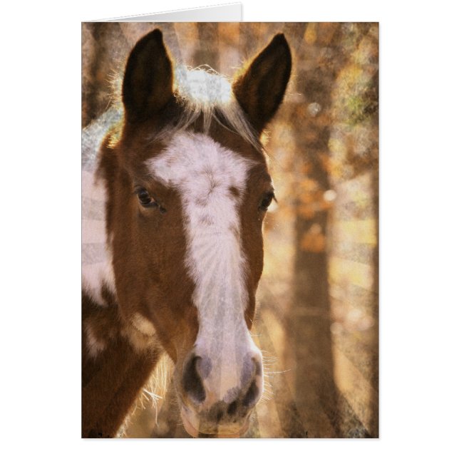 Retro Pinto (Devant)