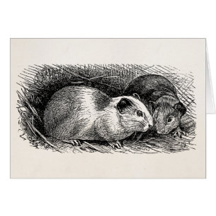 Rétros Cavies de 1800s d'illustration vintage de