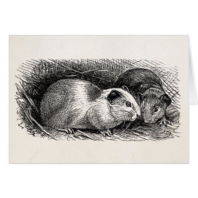 Rétros Cavies de 1800s d'illustration vintage de (Devant Horizontal)