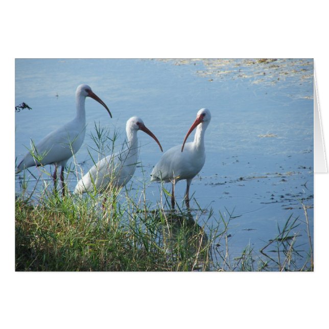 Réunion Ibis (Devant Horizontal)