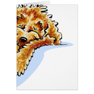 Rêve bronzage de Cockapoo